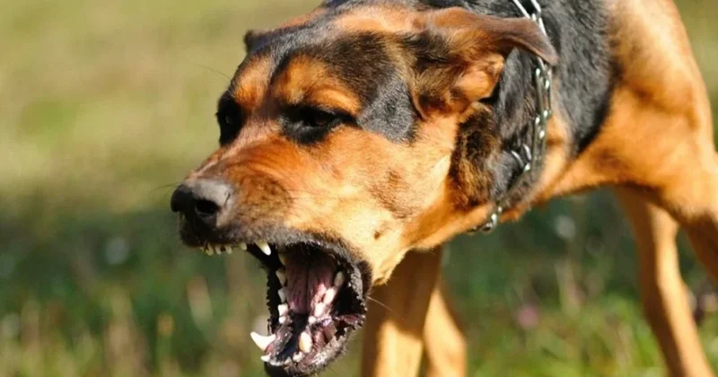 В Билясуваре бездомная собака покусала 10 летнего ребенка