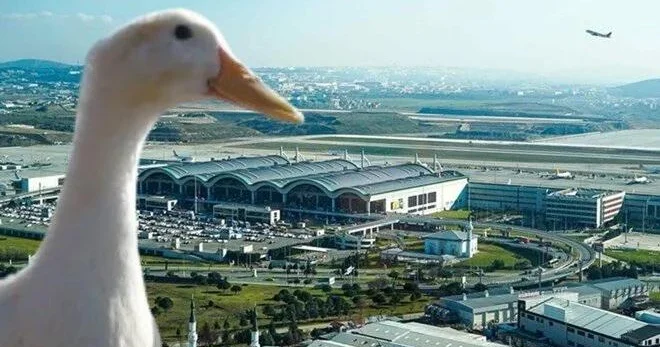 Eniş edən təyyarənin pilotu zolaqda gəzişən bir ördək görüb