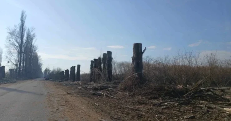 Zaqatalada AĞAC TERRORU Məhkəmə başlayır