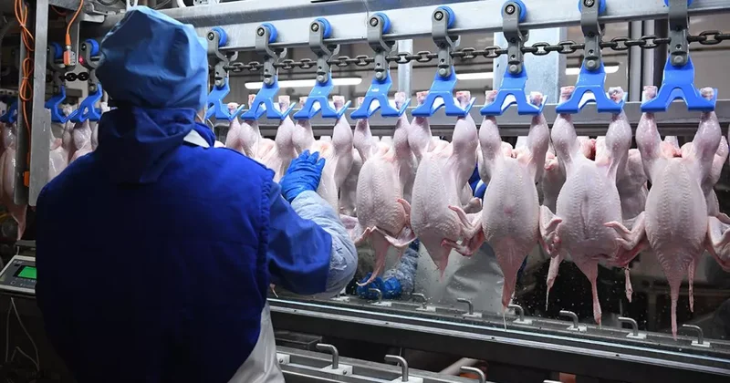 АПБА: Ведется работа по экспорту птицеводческой продукции Азербайджана в арабские страны и США