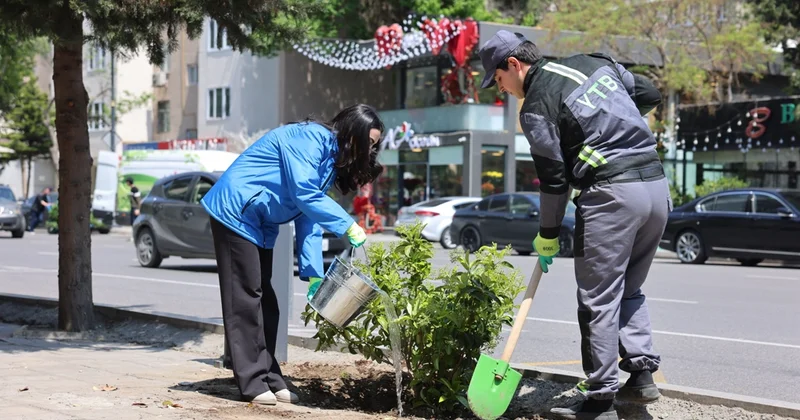 Paytaxtda zədələnən ağacların yerinə yeni ağaclar əkilir