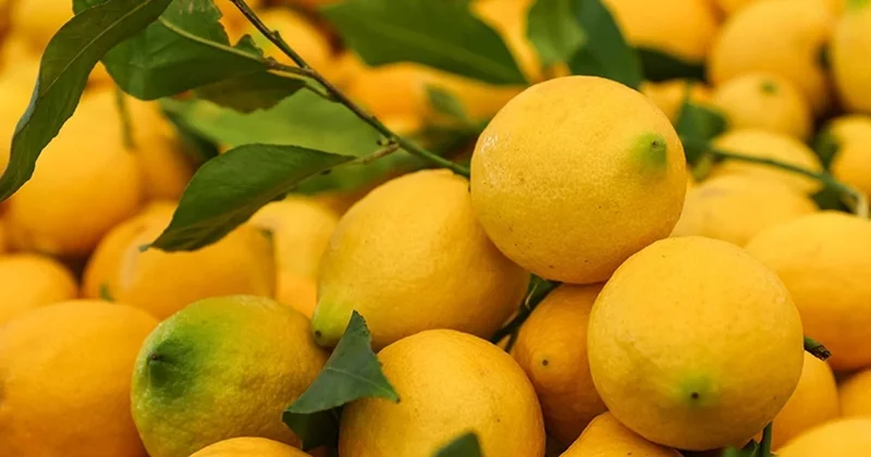 Bu məhsulların qiyməti artdı Limon da bahalaşıb!