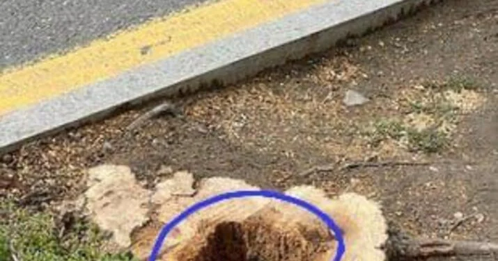Bakıda iki ərazidə qanunsuz ağackəsmə faktı aşkarlandı