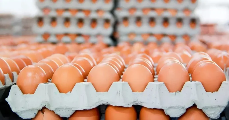 Marketlərdə qəhvəyi yumurta satılmayacaq