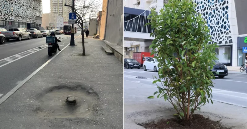 В Баку обновляют зеленые насаждения: более ста деревьев заменены на новые ФОТО