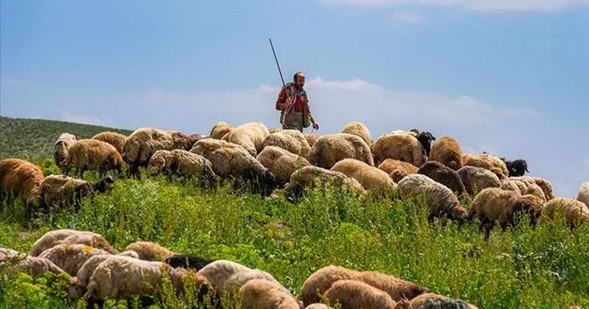 60 minə çoban tapa bilmirlər