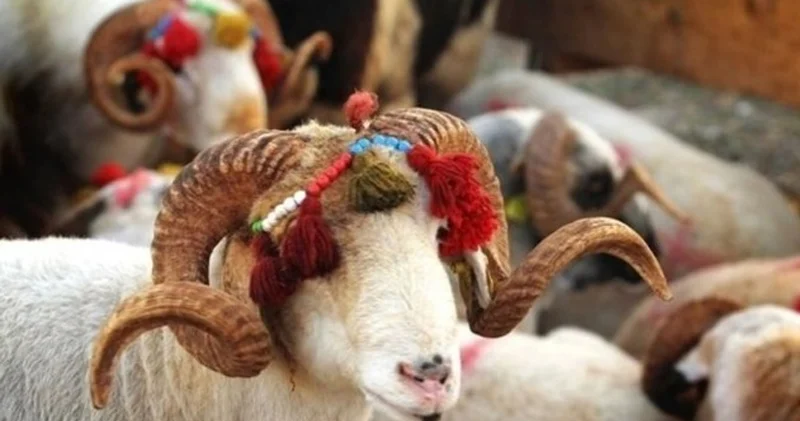 Kreditlə qurban kəsənlərə çağırış Belə şey etməyin!