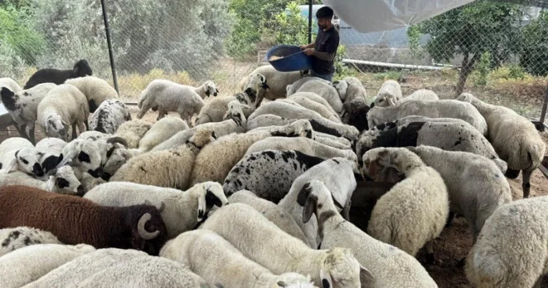 Qurbanlıq heyvanlara yaxşı baxın: Qarnı şişdirsə...
