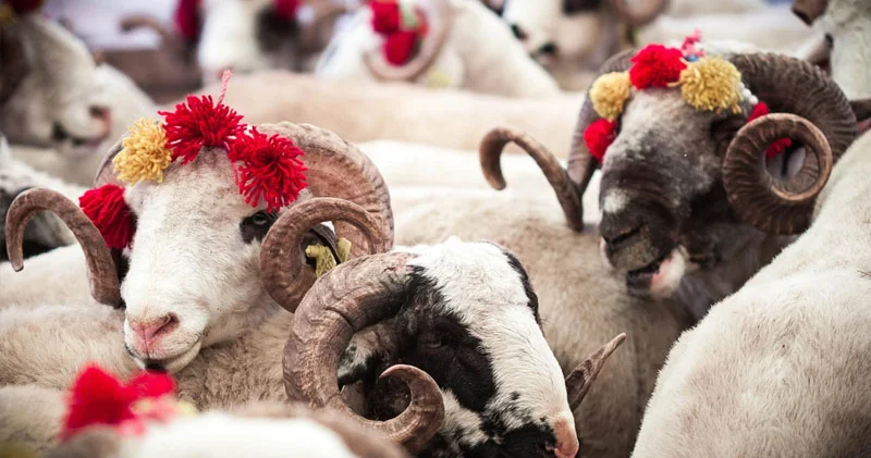 Qurban nə vaxt kəsilməlidir? AÇIQLAMA