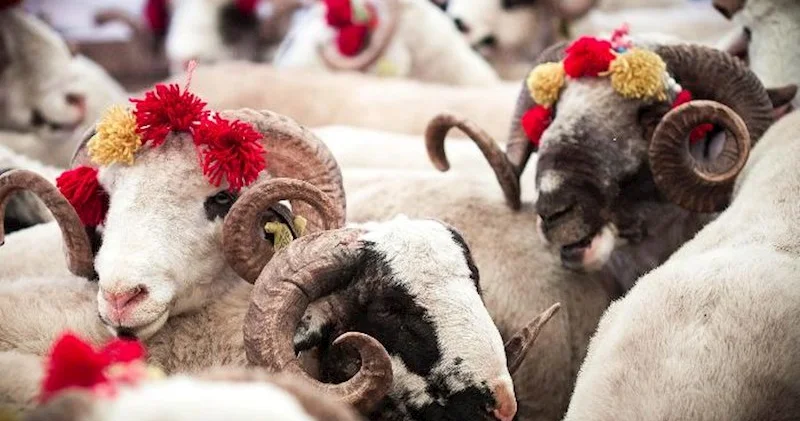 Qurban Allaha yaxınlaşmaqdır…