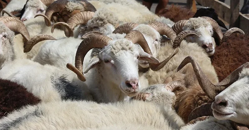 Kreditlə qurbanlıq heyvan almaq olarmı? AÇIQLAMA
