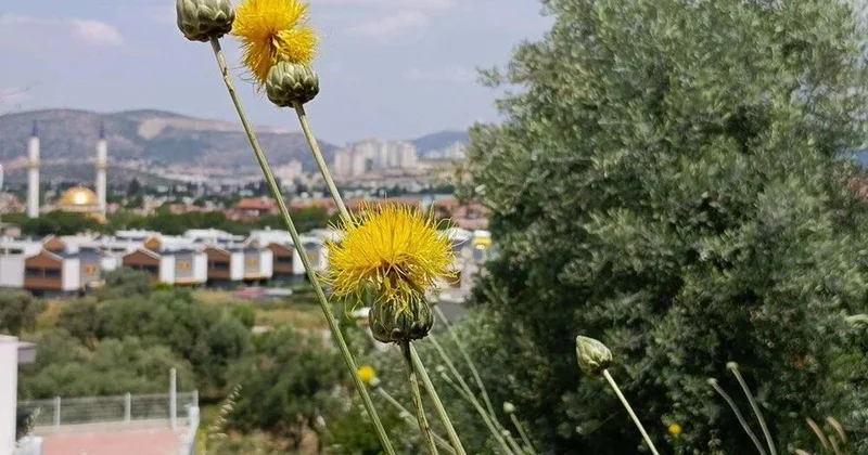 Qoparmanın cəriməsi 557 mindir: “Tülüşah” çiçək açdı