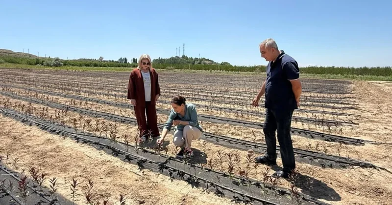 Meyvəçilik və Çayçılıq Elmi Tədqiqat İnstitutunun müasir tingçilik sahəsindəki təcrübəsi Özbəkistanda tətbiq olunur