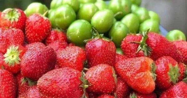 “İntensiv yağışlar bəzi meyvələrin keyfiyyətinin aşağı düşməsinə səbəb olur İqtisadçı