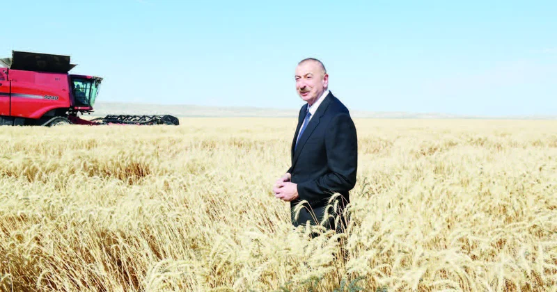 Ərzaq təhlükəsizliyindən orta gücə: Azərbaycan kəndinin yeni mərhələyə keçid gündəliyi