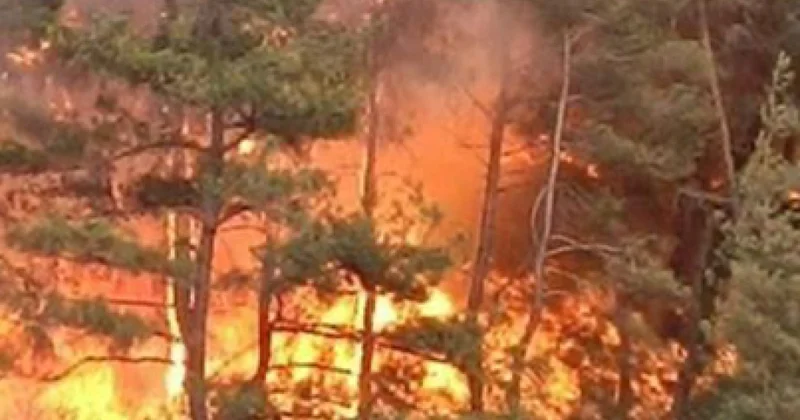Son bir ayda Türkiyədə 600 dən çox meşə yanğını qeydə alınıb