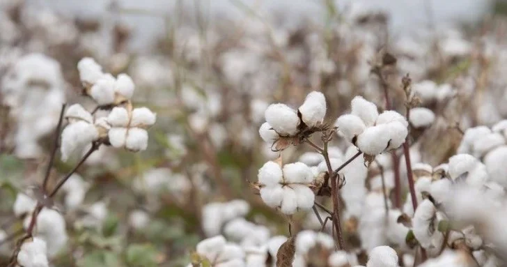 Пакистанский хлопок Super Cotton покоряет азербайджанские поля: результаты эксперимента впечатляют