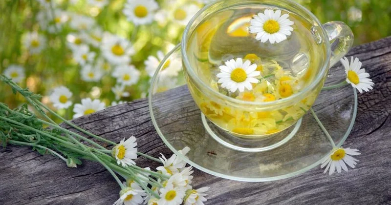 Çobanyastığı çayı nə üçün faydalıdır?