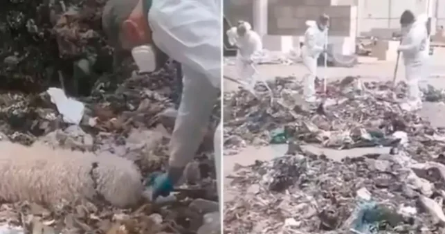 Yeni doğulan körpəsini parçalayaraq zibil qutusuna atan ana həbs edildi