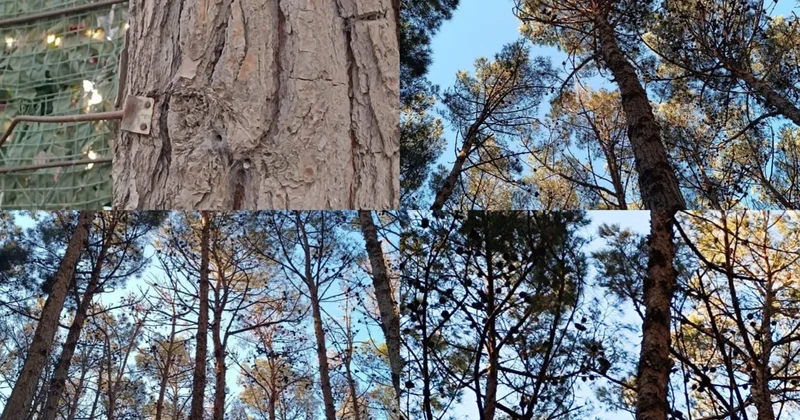 Abşeronda ağacların quruması ilə bağlı araşdırma aparılıb AÇIQLAMA