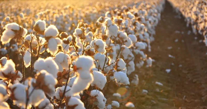 Пакистанский хлопок Super Cotton показал лучшие результаты в Азербайджане