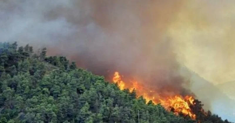 Şabrandakı meşə yanğını söndürüldü Yenilənib
