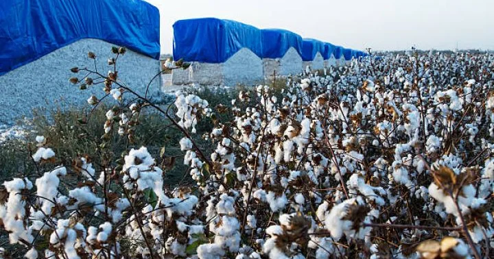 Aqrar şirkətin ixracı 28% artıb