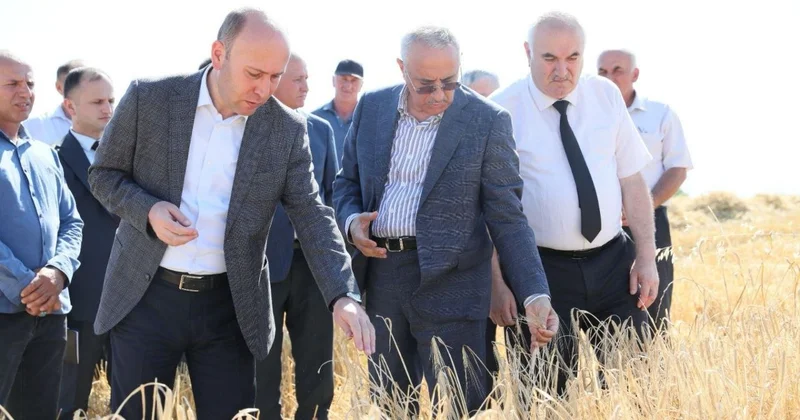 Qusarın icra başçısı taxıl biçini sahələrinə baxış keçirdi FOTO