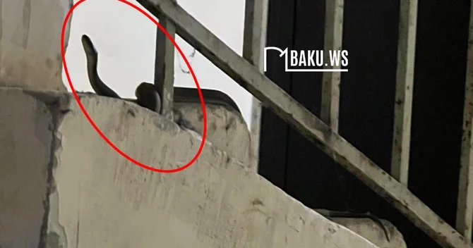 Bakıda yaşayış binasında ilan peyda olub Sakinlər təşvişdə