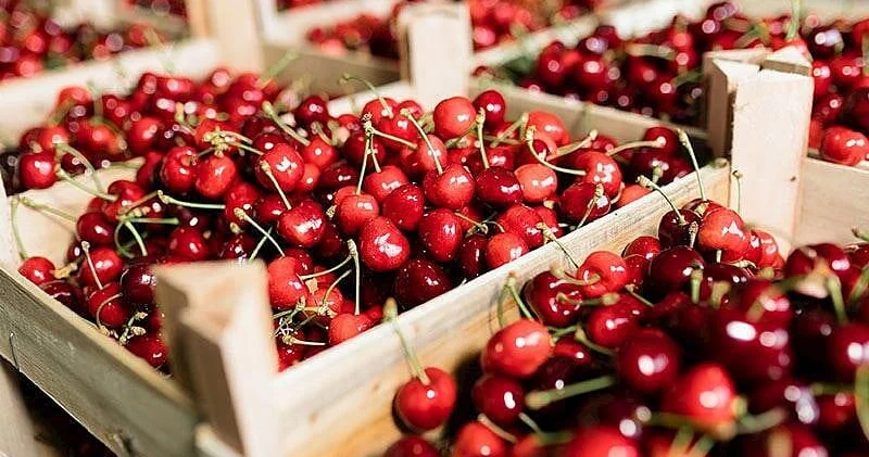Gilasın qurdlamaması üçün nə etməli?