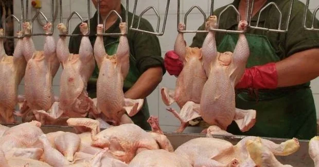 “Toyuğu birbaşa düzgün temperaturda bişirmək lazımdır“ EKSPERT DANIŞDI