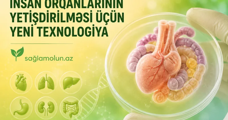 Orqan çatışmazlığının yeni həll yolu Süni yetişdirmə