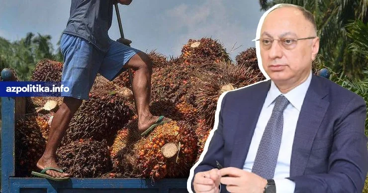 SƏDR PALMA YAĞLARI “YARARLI”DIR DEYİR, EKSPERTLƏR İSƏ... Bu yağlardan uzaq durmalyıq?