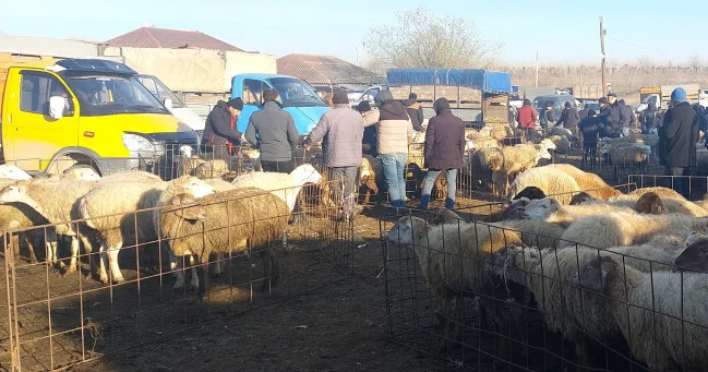 Gədəbəy heyvan bazarı niyə bağlanıb? KONKRET