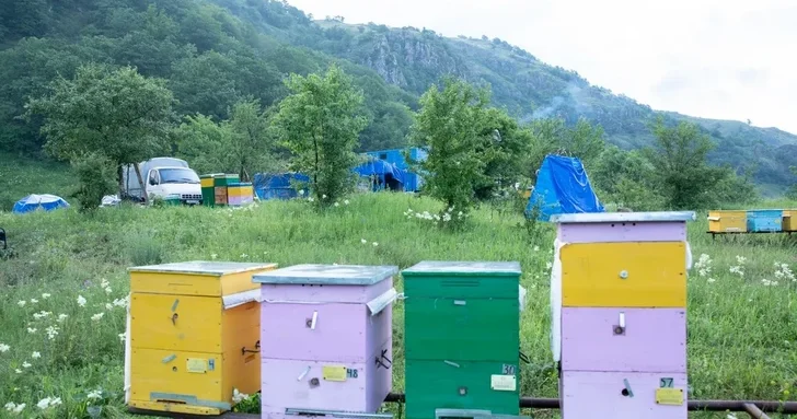 На освобожденные территории Азербайджана переселены сотни тысяч голов скота и пчелиных семей