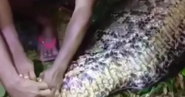 Piton əylənməkdən qayıdan kişini uddu