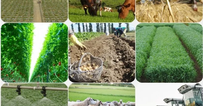 Payızda bağ və bağçılıq işləri: məhsul yığımı və torpağın hazırlanması EKSPERT FİKRİ