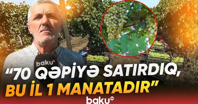 “7 8 dəfə dərman vurduq, amma təsiri olmadı“ Fermerləri çarəsiz qoyan problem nədir? VİDEO