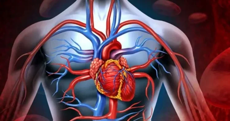Ürək damar sistemi ilə bağlı maraqlı faktlar