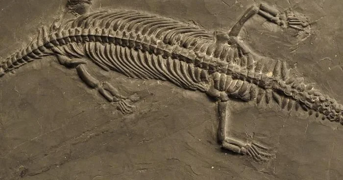 240 milyon il əvvəl yaşamış dinozavrın qalıqları tapıldı