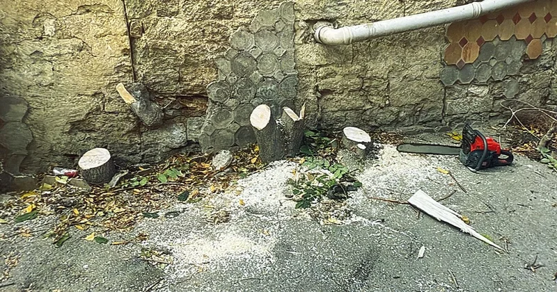 Bakının mərkəzində ağacları kəsən 4 nəfər saxlanıldı Foto