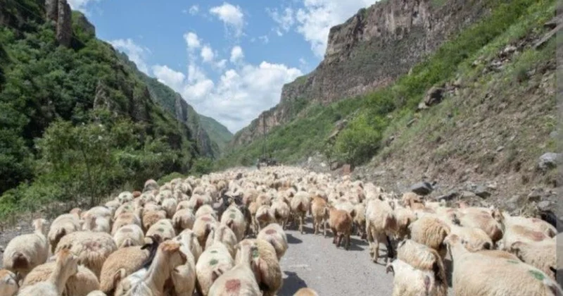 Bu, təsərrüfat sahibinin maliyyə yükünü artırır İqtisadçı