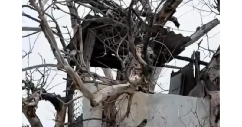 Erməni snayper qadınlar hərbçilərimizi buradan hədəfə alıblar (Video)
