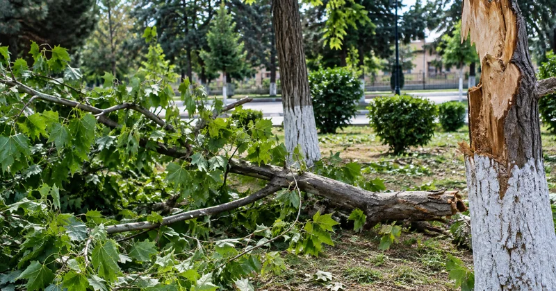 Salyan və Saatlıda yaşıllıqlara dəymiş zərərin məbləği açıqlanıb