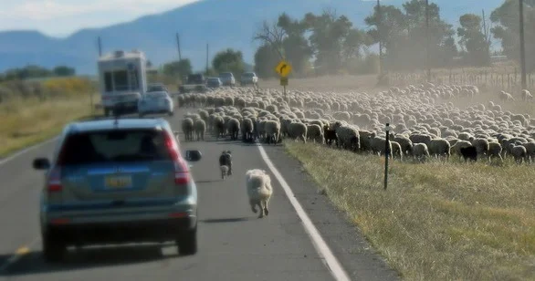 Kürdəmirdə mikroavtobus heyvan sürüsünə çırpılıb, 10 baş qoyun tələf olub