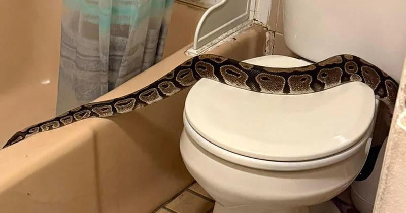 Шри Ланку заполонили двухметровые змеи