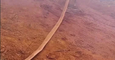 Робопсы становятся пожарными ВИДЕО