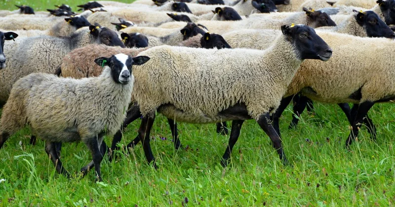 Mercedes наехал на стадо овец на магистрали Баку Газах Minval Politika