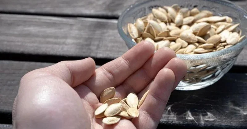 Bir il yarım davam edən öskürəyinin səbəbi balqabaq toxumu çıxdı