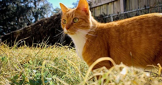 Niyə pişiklər və itlər bəzən ot yeyirlər?